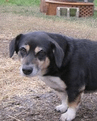 PETA's Community Animal Project to the Rescue by Alisa Mullins