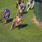 33 Dead Greyhounds Found at Racetrack by Guest Blogger