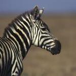 Open Thread: Are Animals Spiritual? By Steve Martindale