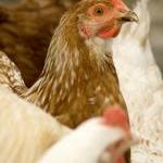 Victory! Hens Spared Horrific Death in Grinder by Guest Blogger