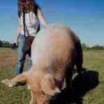 poplarpig