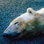 A World Without Polar Bears by Lisa Towell