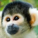 Nasa Grounds Monkey Radiation Experiments