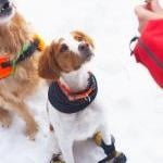 cold-dog