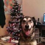 Sheena