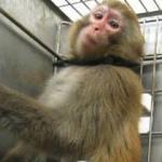 animal-testing