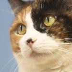 housecat2