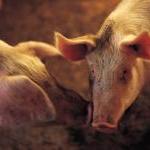 Pigs nuzzling. pignuzzle