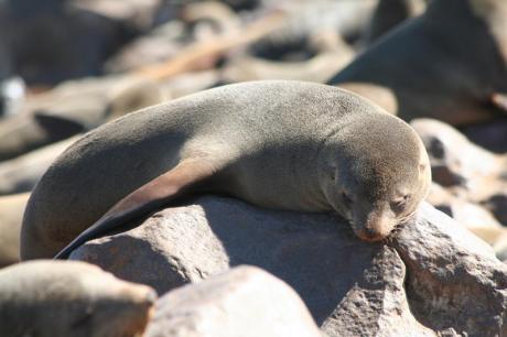 cape-fur-seal