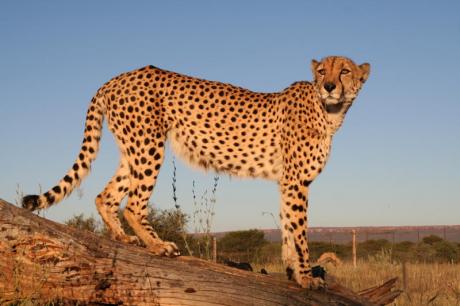 cheetah