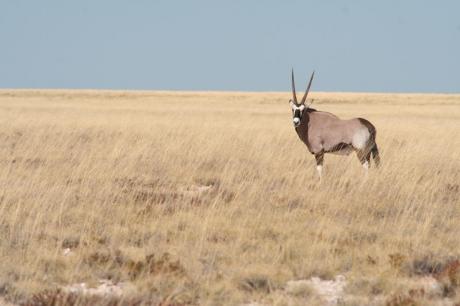 oryx