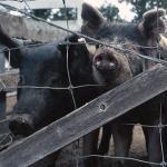 piggies