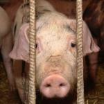 speciesism