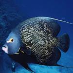 angelfish