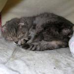 cat-found-by-soldier-animal-rescue-japan-march-2011-063