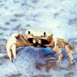 crab