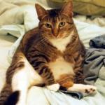 fat-cat