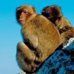 macaque