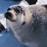 seal