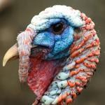 turkeyhead