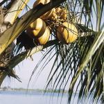 coconut
