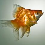 goldfish