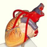 heart-model
