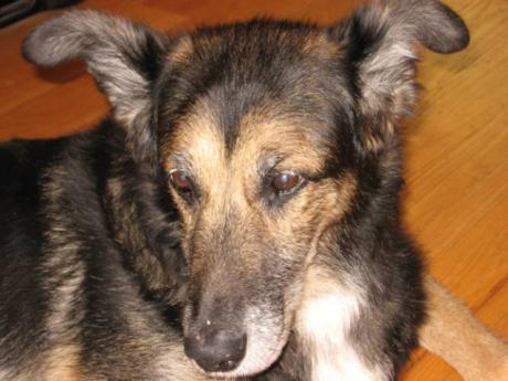 olddog2