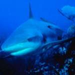 shark