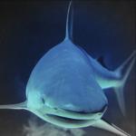 shark2