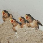 babybirds