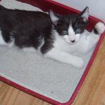 litter-box