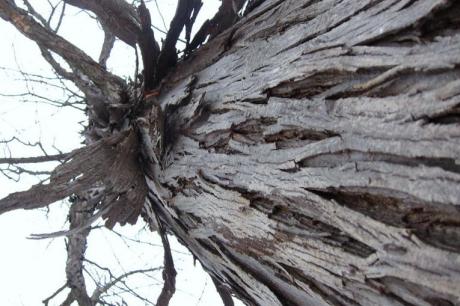 Shag bark hickory tree at Moraine State Park moraine-state-park-shag-bark-hickory-2-cu