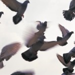 pigeons