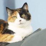 catcouch Indoor Cat Hazards