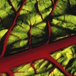 chard