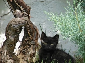 Disaster cat.