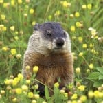 woochuck