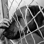 shelterdog