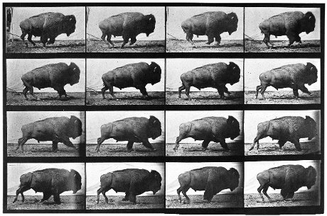 muybridge