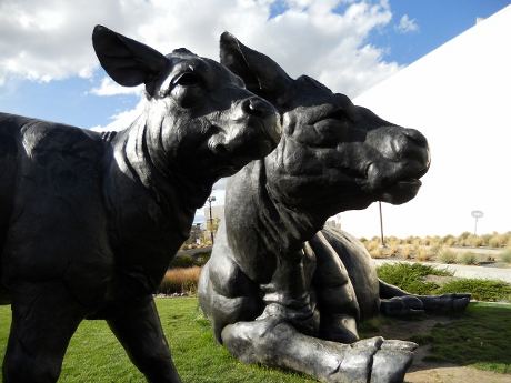 Cow sculptures in front of Denver Art Museum