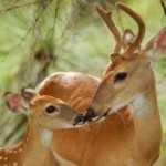 White Tail Buck and Fawn