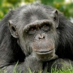 chimp