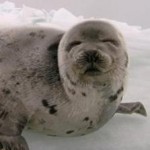 Harp_seal_2_jpg_SeaShep.jpg-450x0