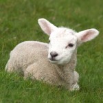 What's Wrong With Wool?