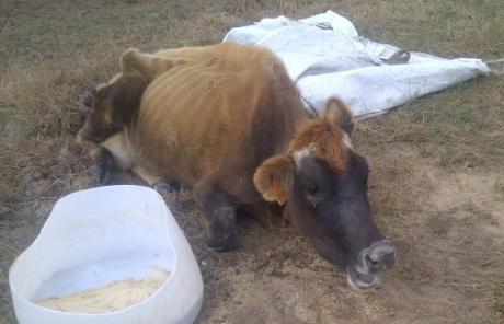 This cow was too weak to stand.