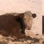 downed cow