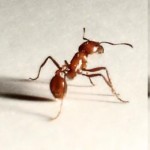 ant