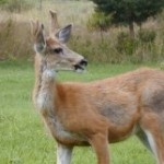 pp-deer