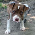pp-ChainedPuppy